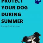 Protect Your Dog During Summer in Bradenton
