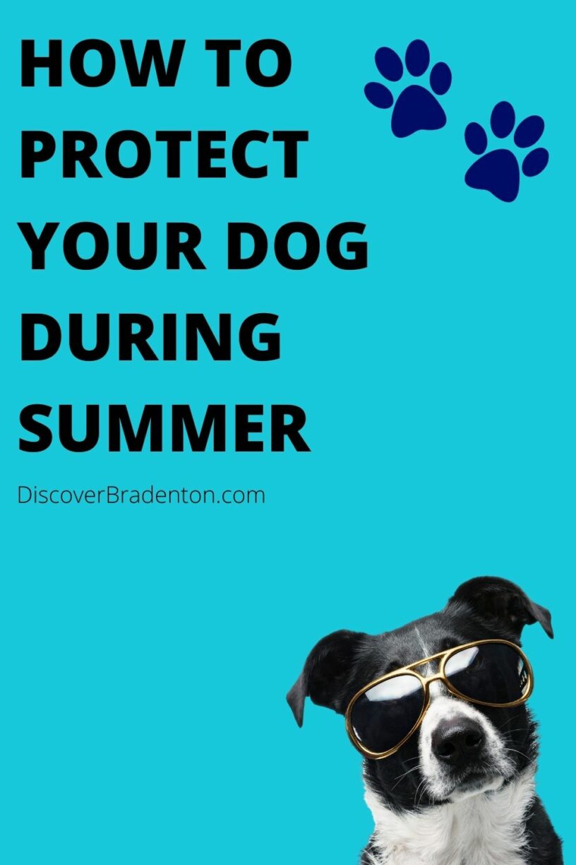 Protect Your Dog From The Summer Heat