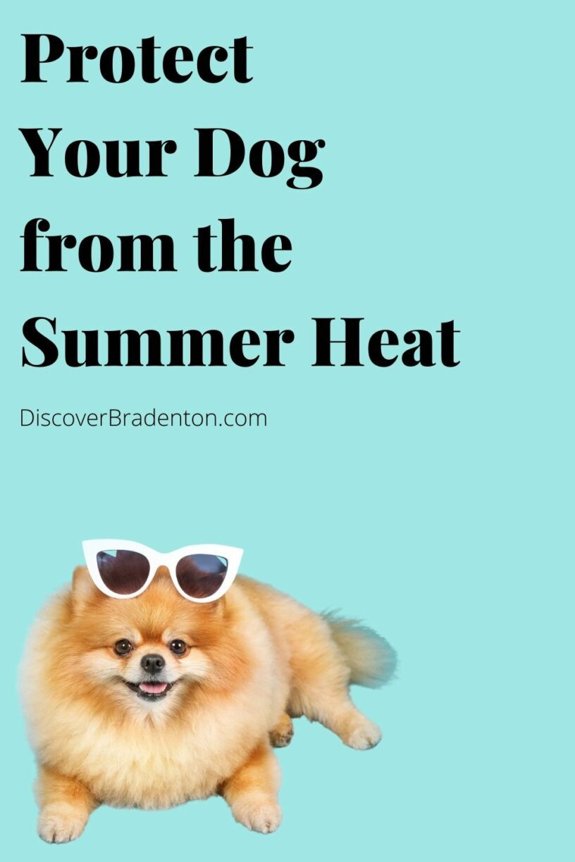 Protect Your Dog from the Summer Heat