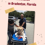 Vet Care Express: An Animal Ambulance in Bradenton, FL