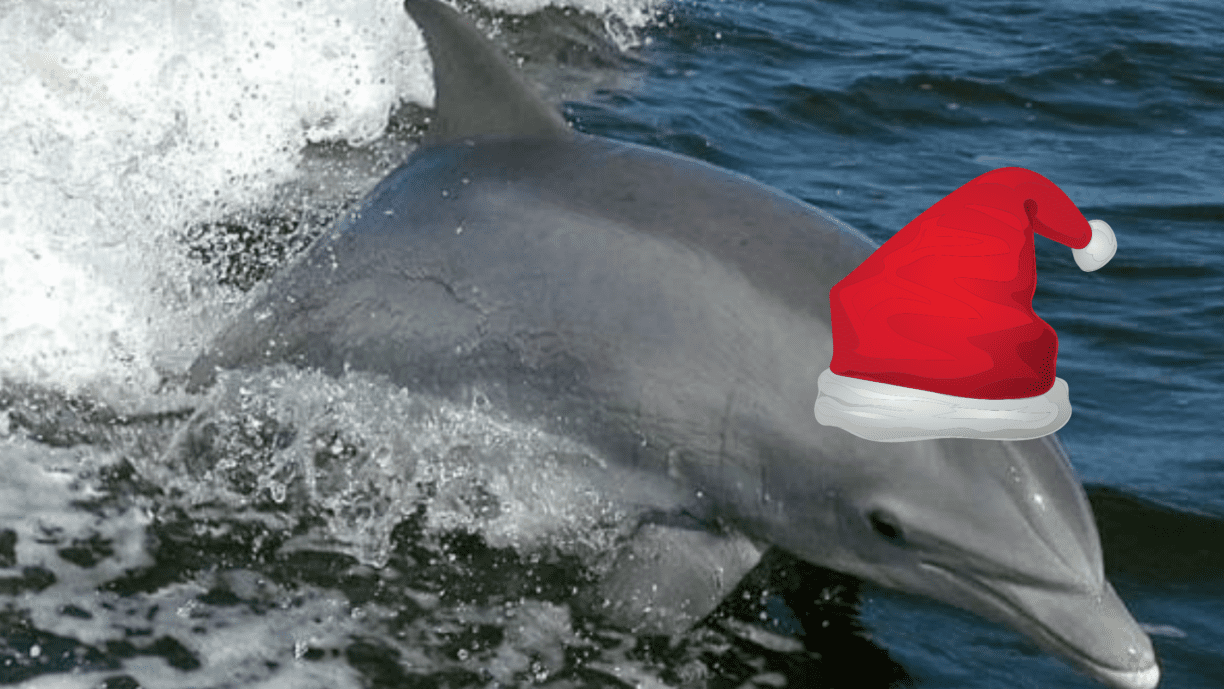 Christmas Dolphin Cruise Bradenton