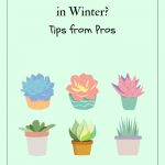 How to Care for Succulents During Winter?