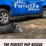 The Perfect Pup Rescue Bradenton, Florida