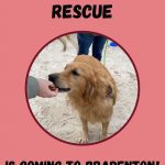 The Perfect Pup Rescue: The Bradenton's Area's Newest Rescue