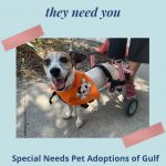 Special Needs Pets for Adoption in Bradenton