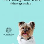 The Seagrass Club: Bradenton's Newest Pet Grooming Salon