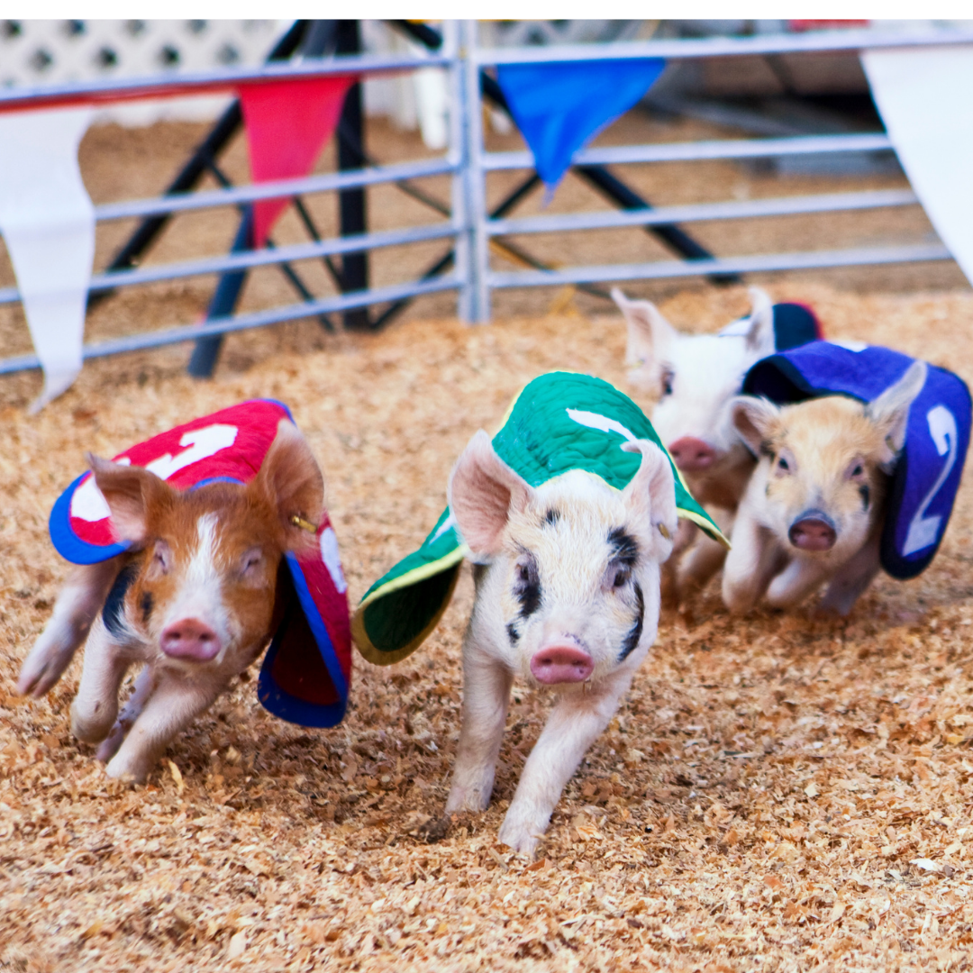 It's Time for the 2022 Manatee County Fair! Discover Bradenton