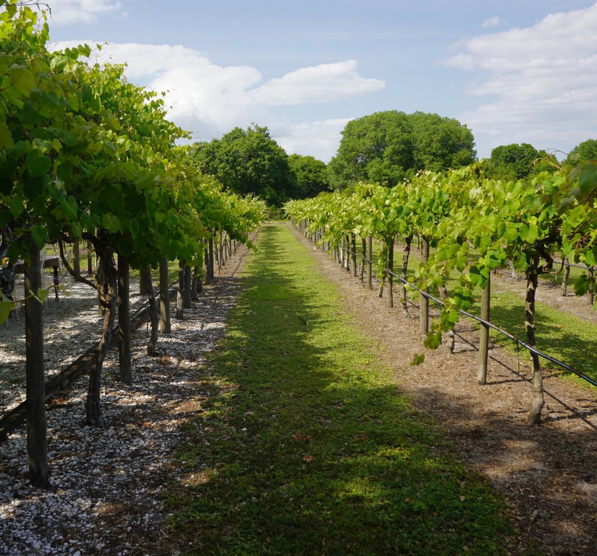 fiorelli winery and vineyard