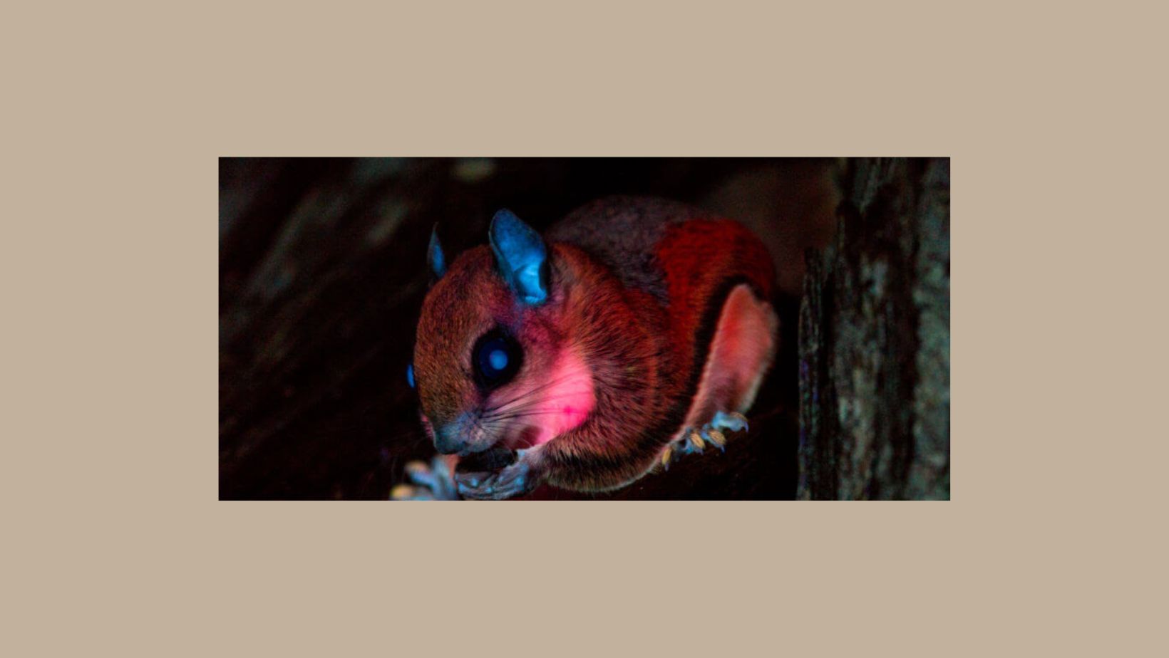 Pink Flying Squirrels